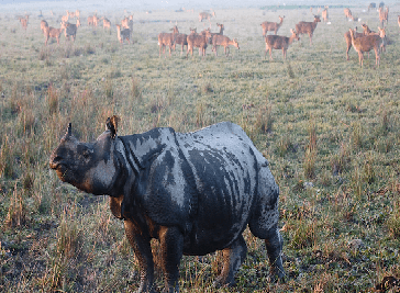 Kaziranga National Park in Kanchanjuri