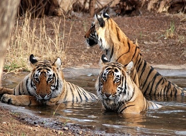 Ranthambore National Park in Rajasthan