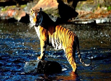 Sunderbans National Park in West Bengal
