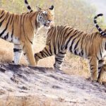 Wildlife Experiences