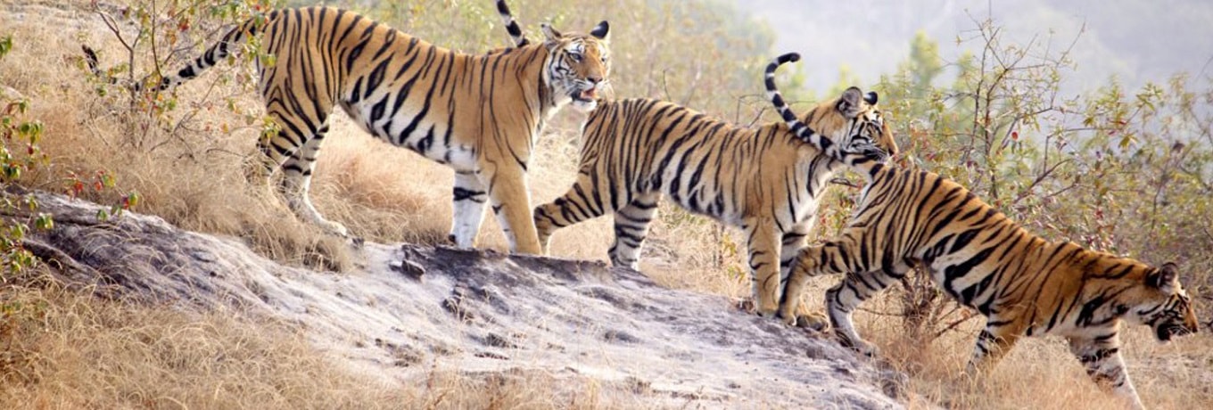 Wildlife Experiences